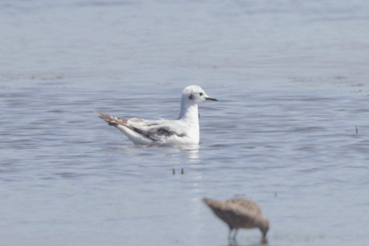 Bonaparte's Gull - ML623057246