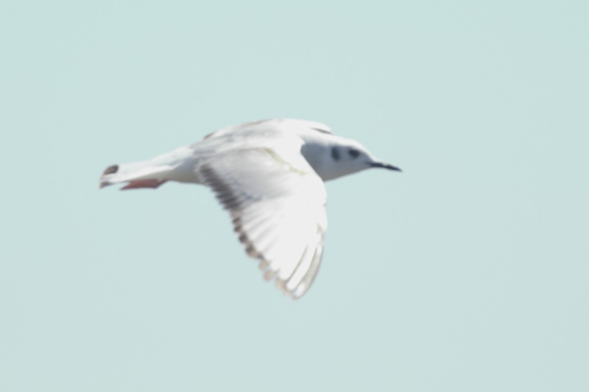 Bonaparte's Gull - ML623057247