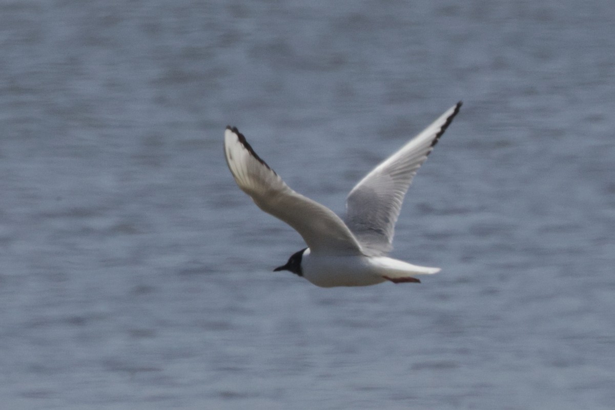 Bonaparte's Gull - ML623057248