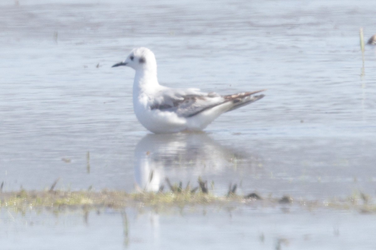 Bonaparte's Gull - ML623057249