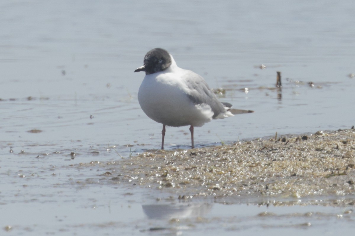 Bonaparte's Gull - ML623057250