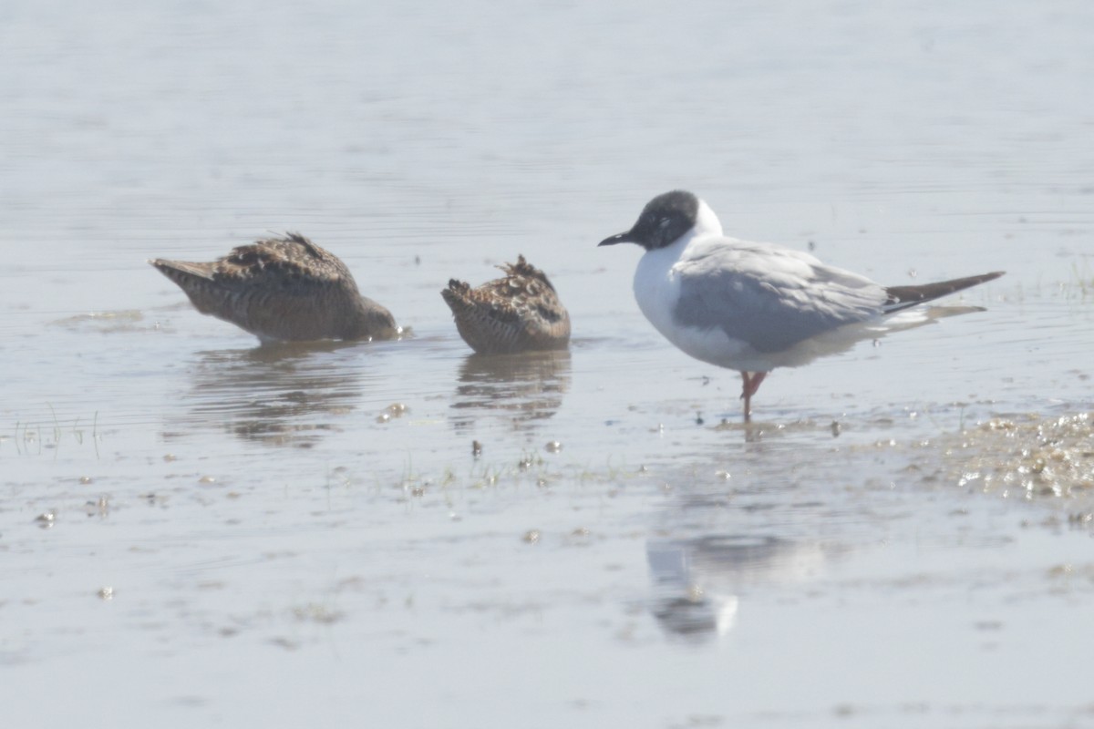 Bonaparte's Gull - ML623057251