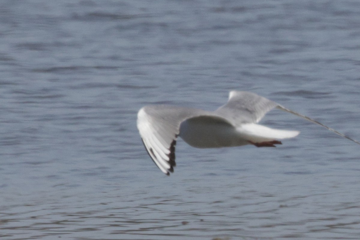 Bonaparte's Gull - ML623057252