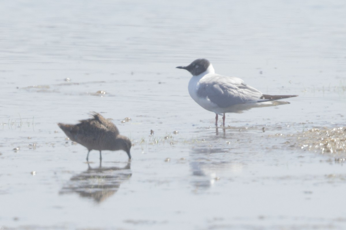 Bonaparte's Gull - ML623057253