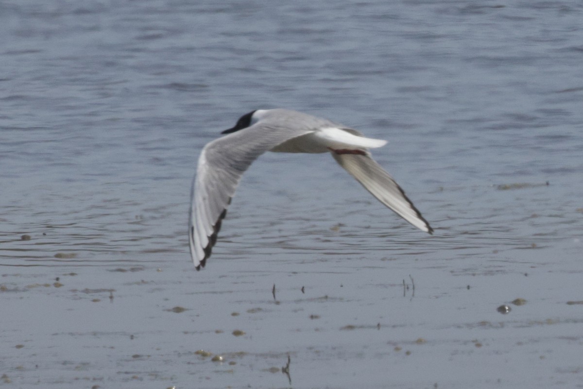 Bonaparte's Gull - ML623057254