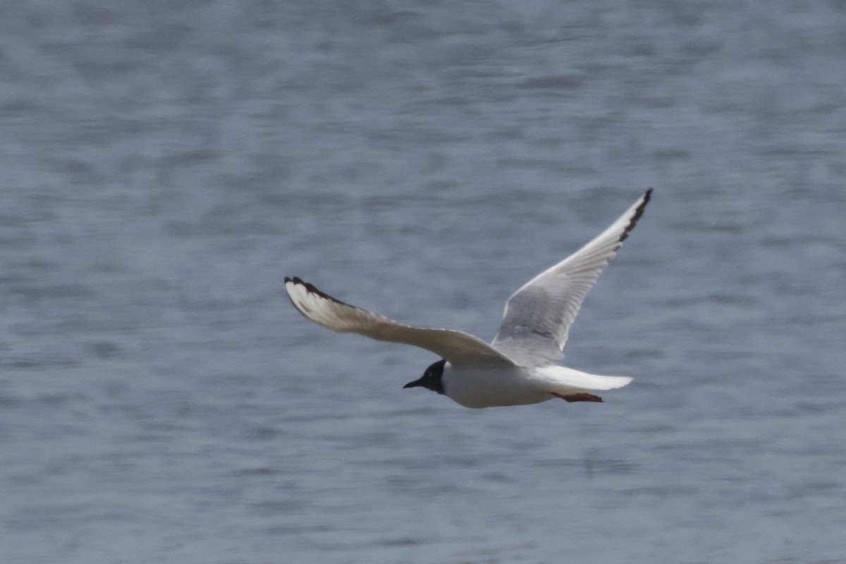 Bonaparte's Gull - ML623057255