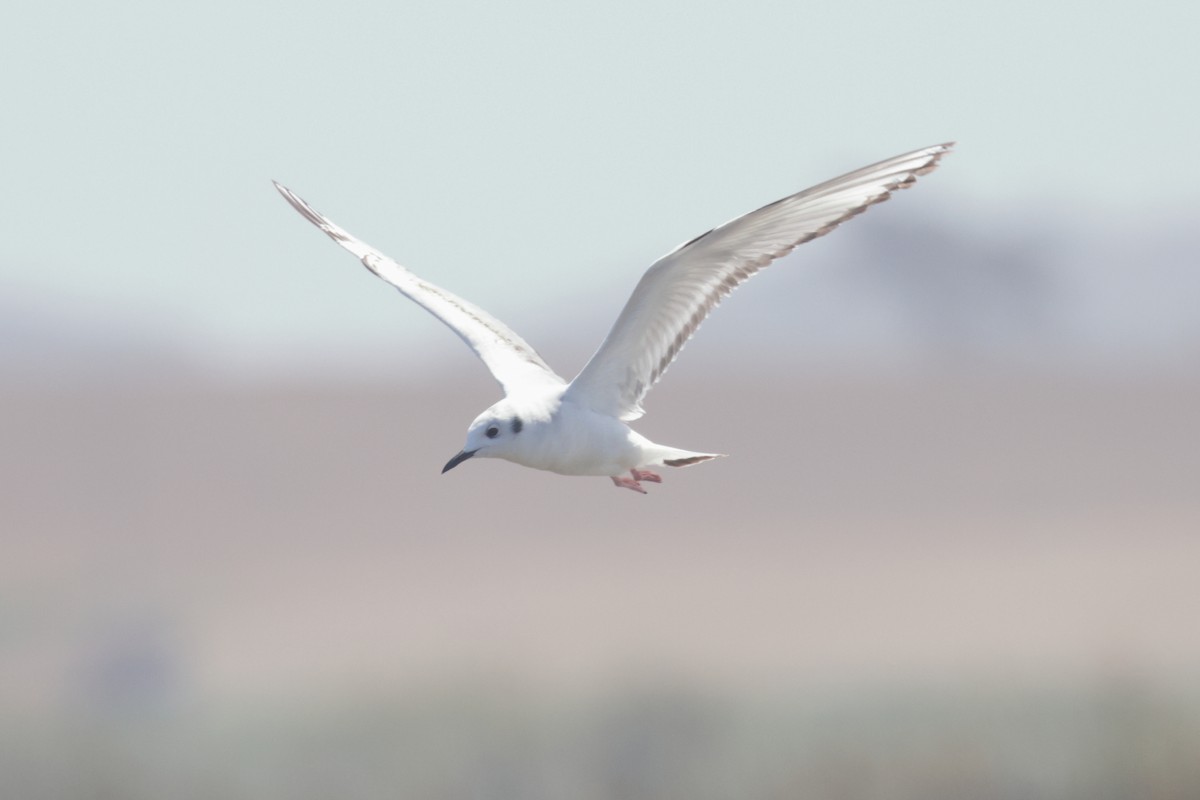 Bonaparte's Gull - Anonymous