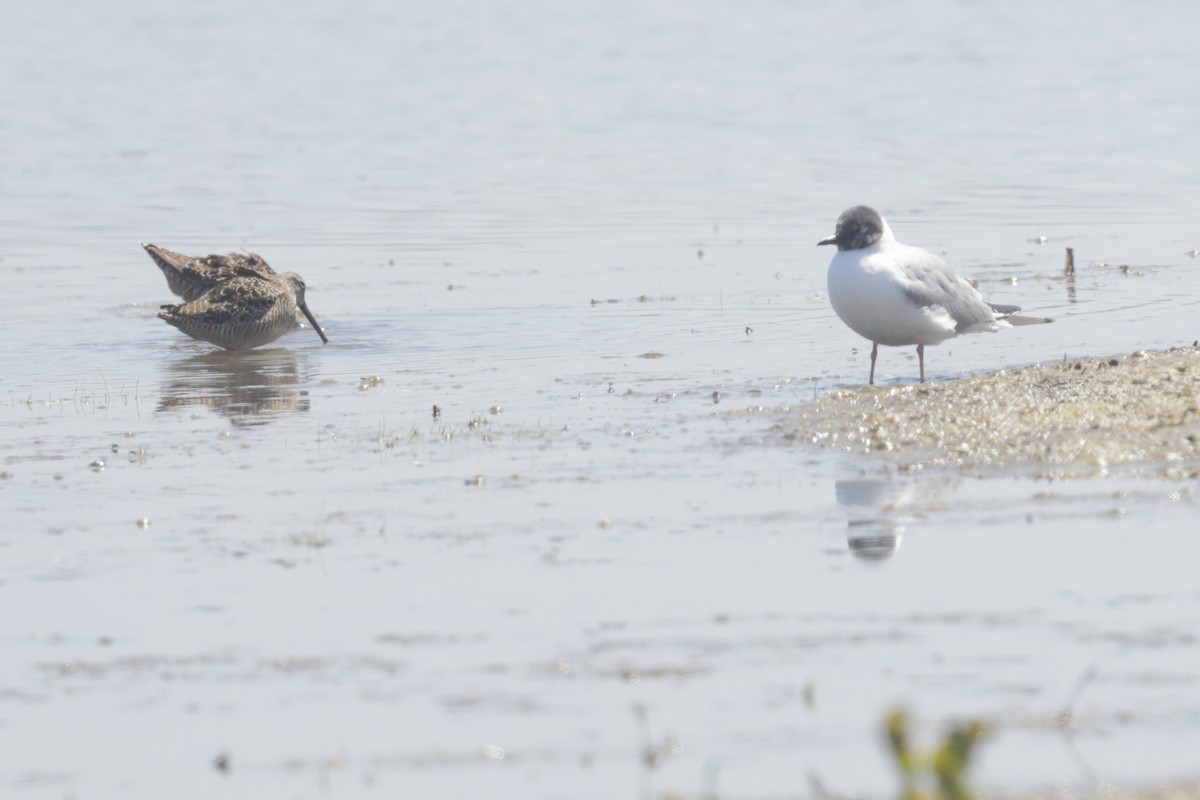 Bonaparte's Gull - Anonymous