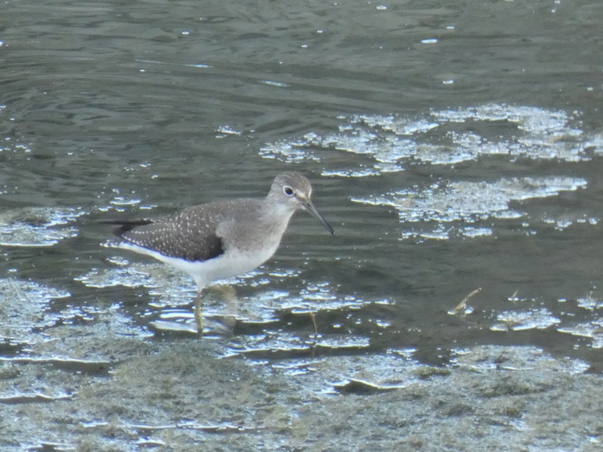 Solitary Sandpiper - ML623057322