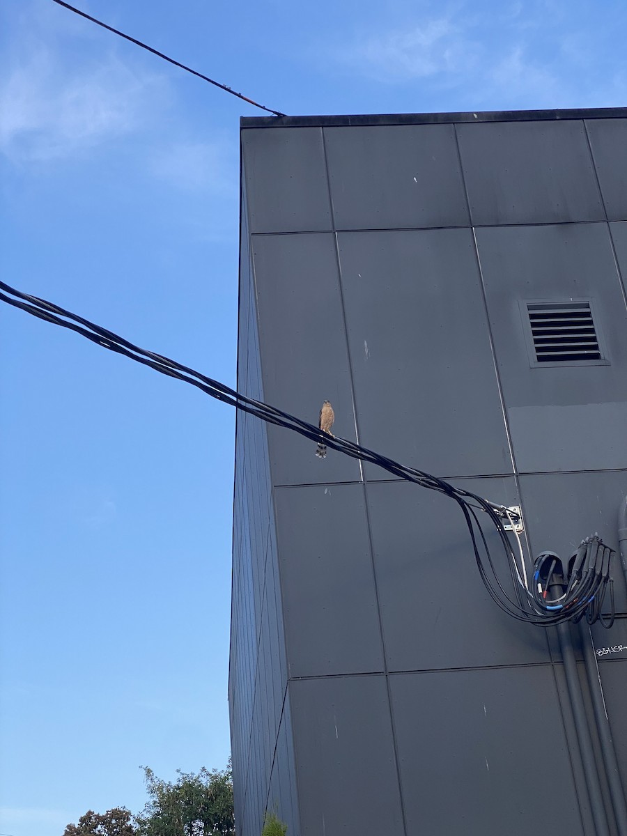 Cooper's Hawk - ML623057372