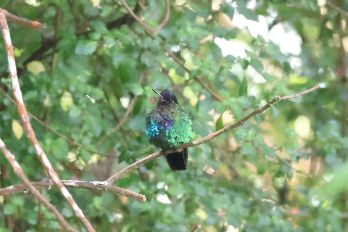 Fiery-throated Hummingbird - aaron lehr