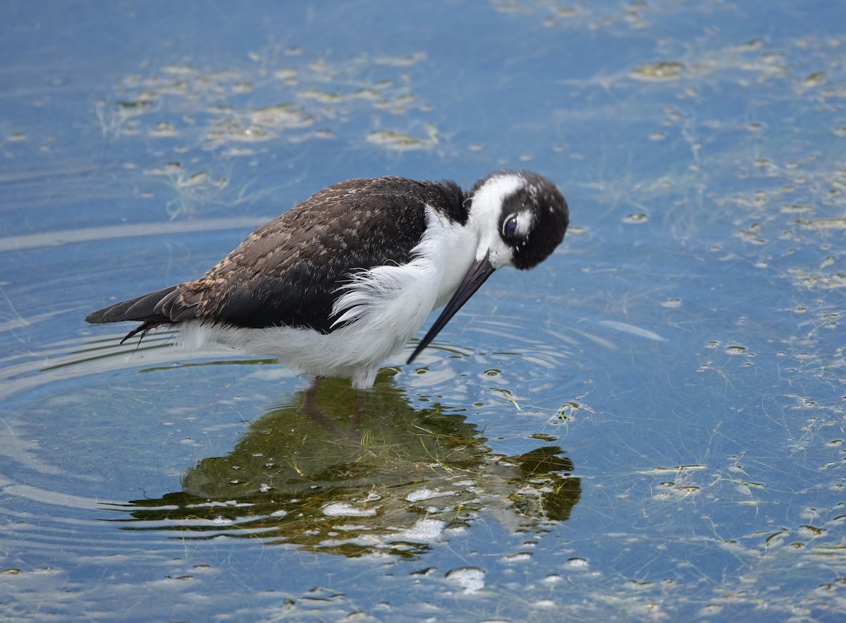 Black-necked Stilt (Hawaiian) - ML623057591