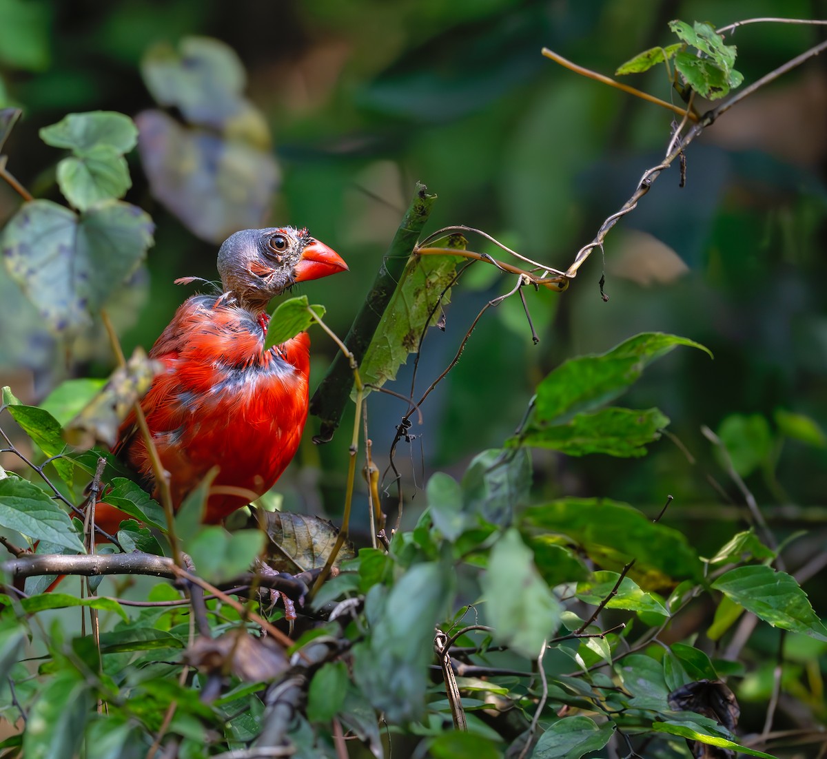 Northern Cardinal - ML623057593