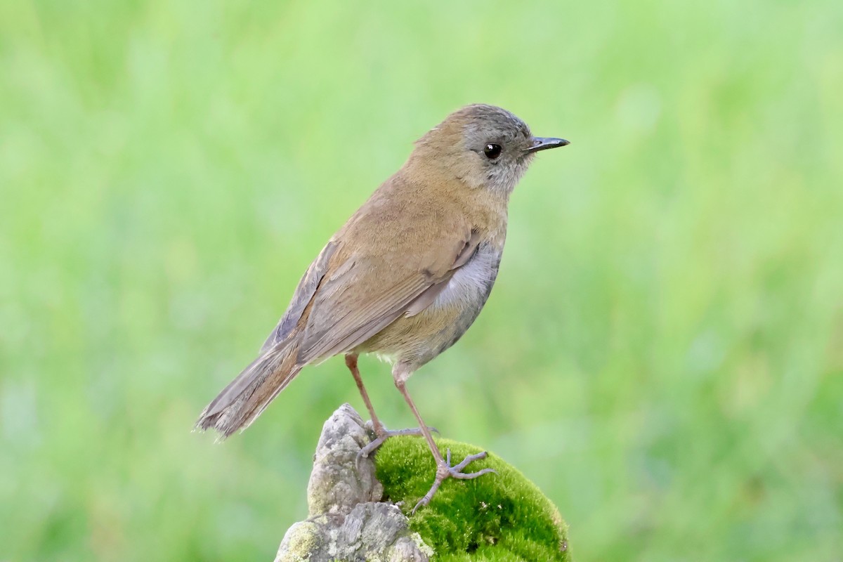 Black-billed Nightingale-Thrush - ML623057612