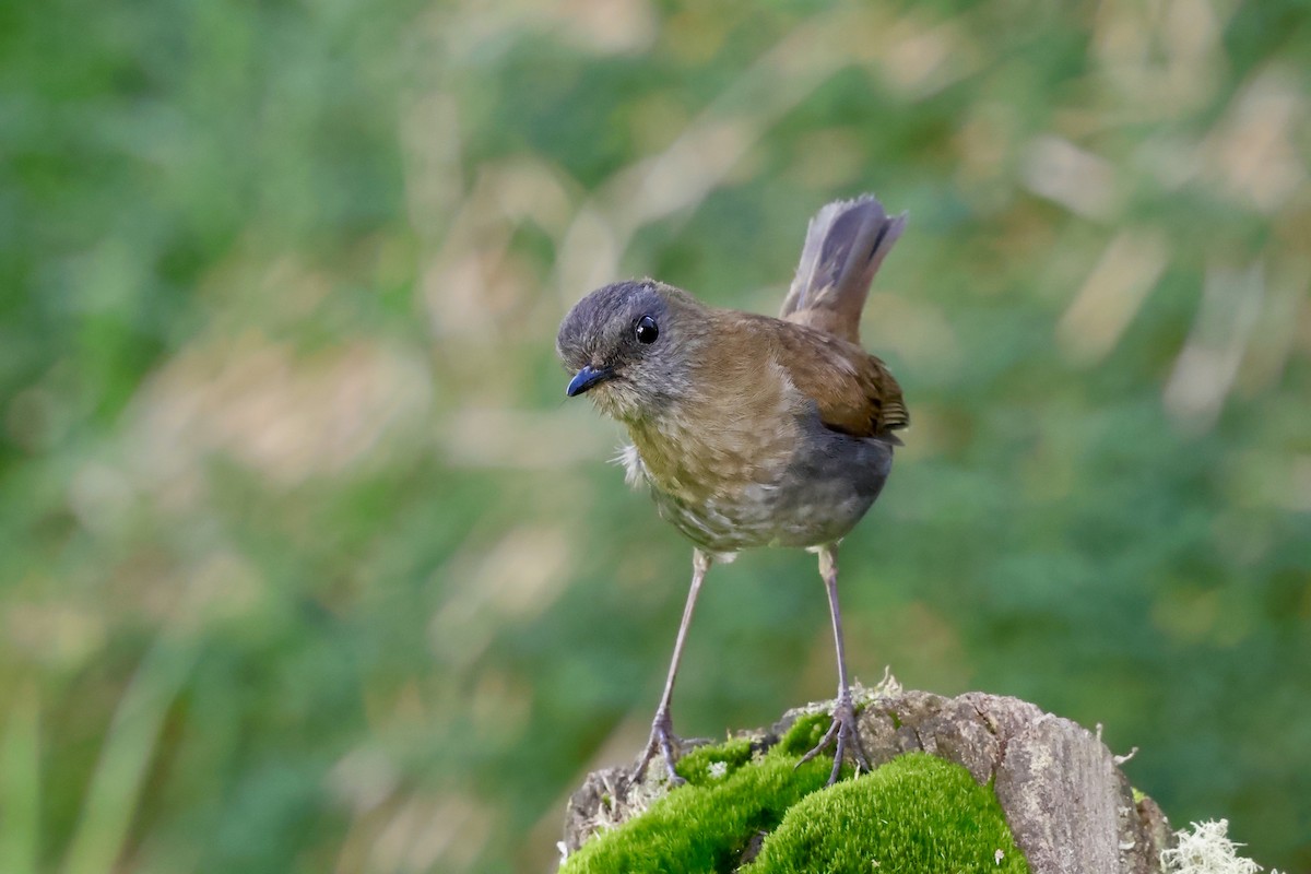 Black-billed Nightingale-Thrush - ML623057613