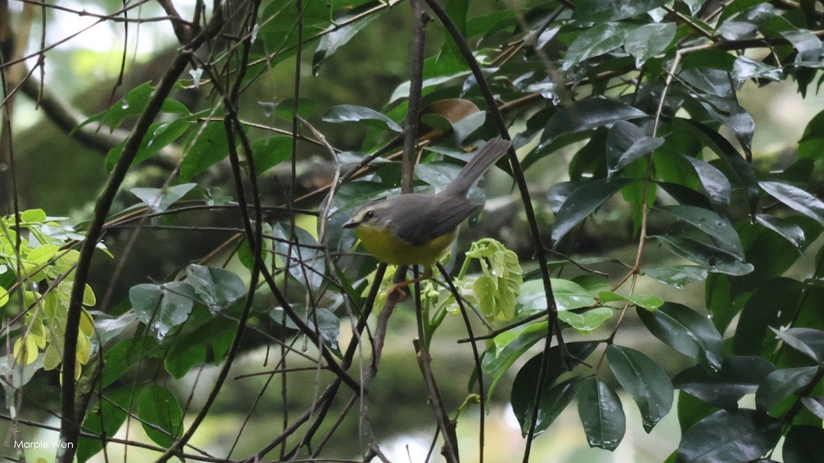 Golden-crowned Warbler - ML623057622