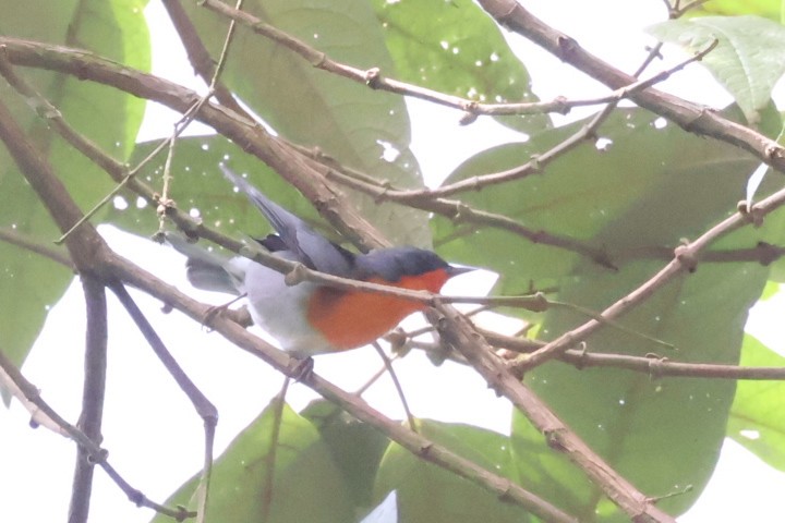 Flame-throated Warbler - ML623057648