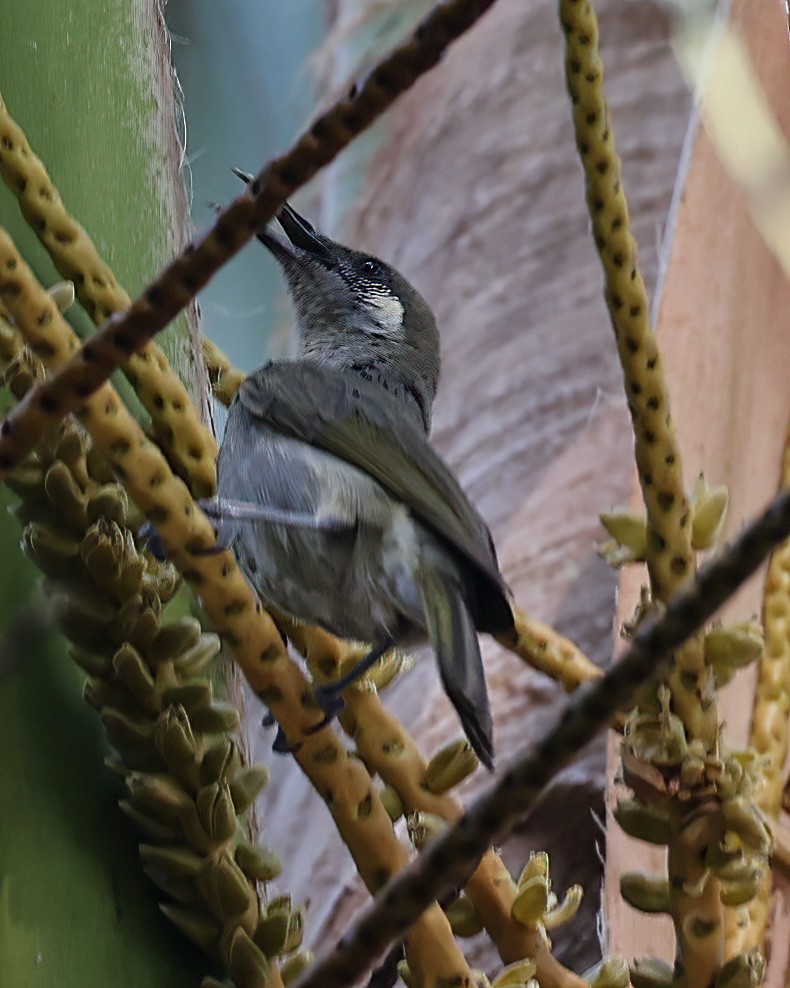 Puff-backed Honeyeater - ML623057720