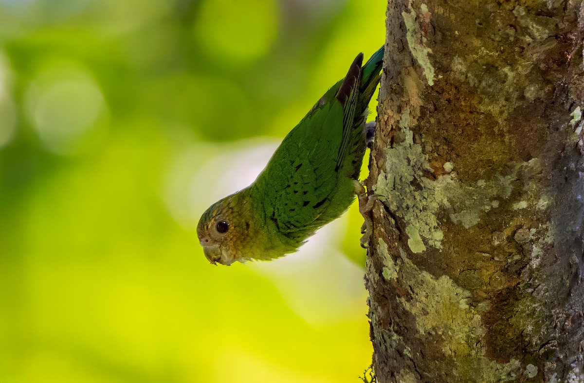 Buff-faced Pygmy-Parrot - ML623057784