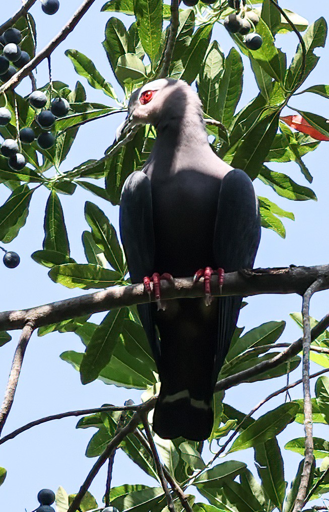 Pinon Has Güvercini - ML623057878