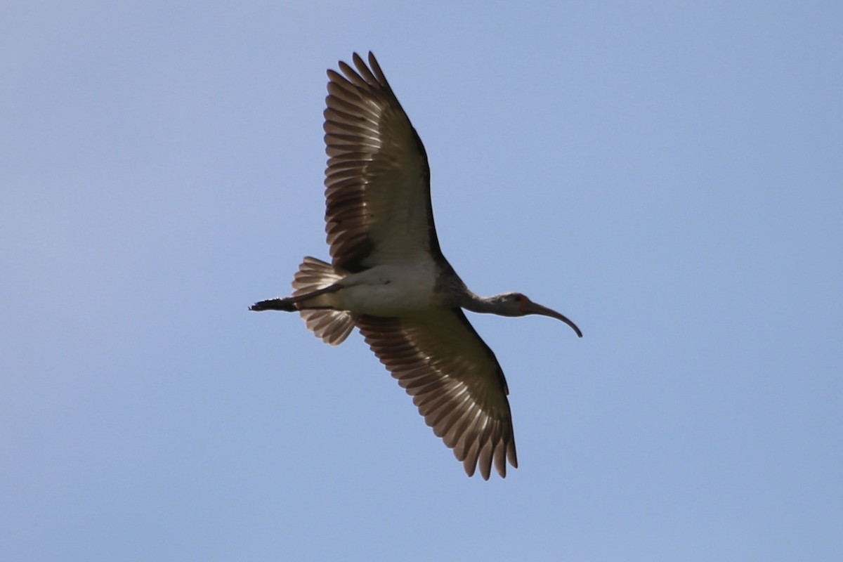 White Ibis - Emma Herald and Haley Boone