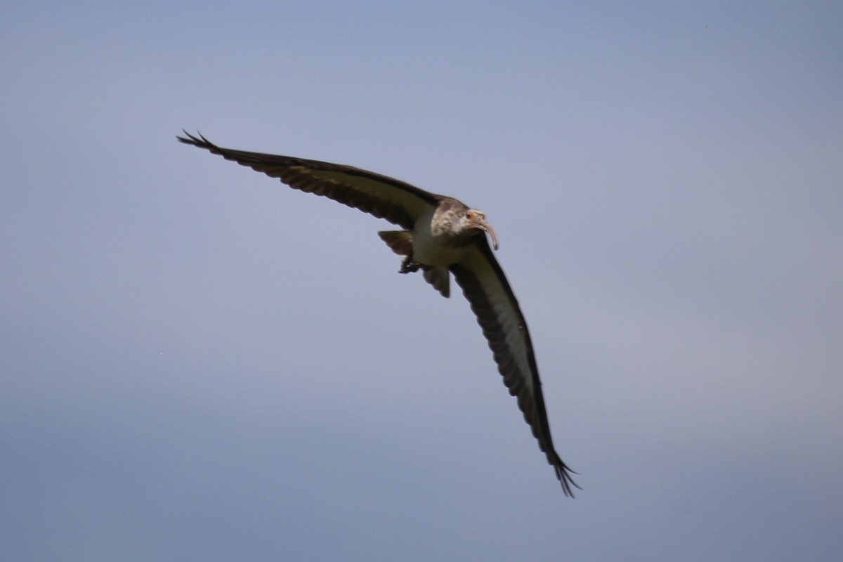 White Ibis - ML623057934