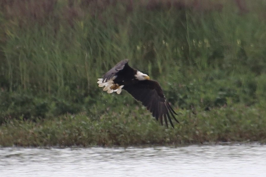 Bald Eagle - ML623057938