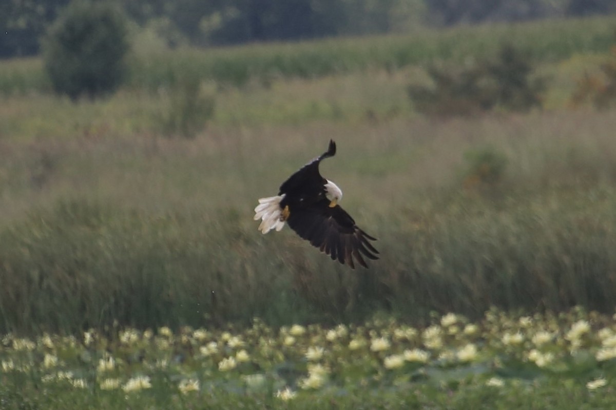 Bald Eagle - ML623057939