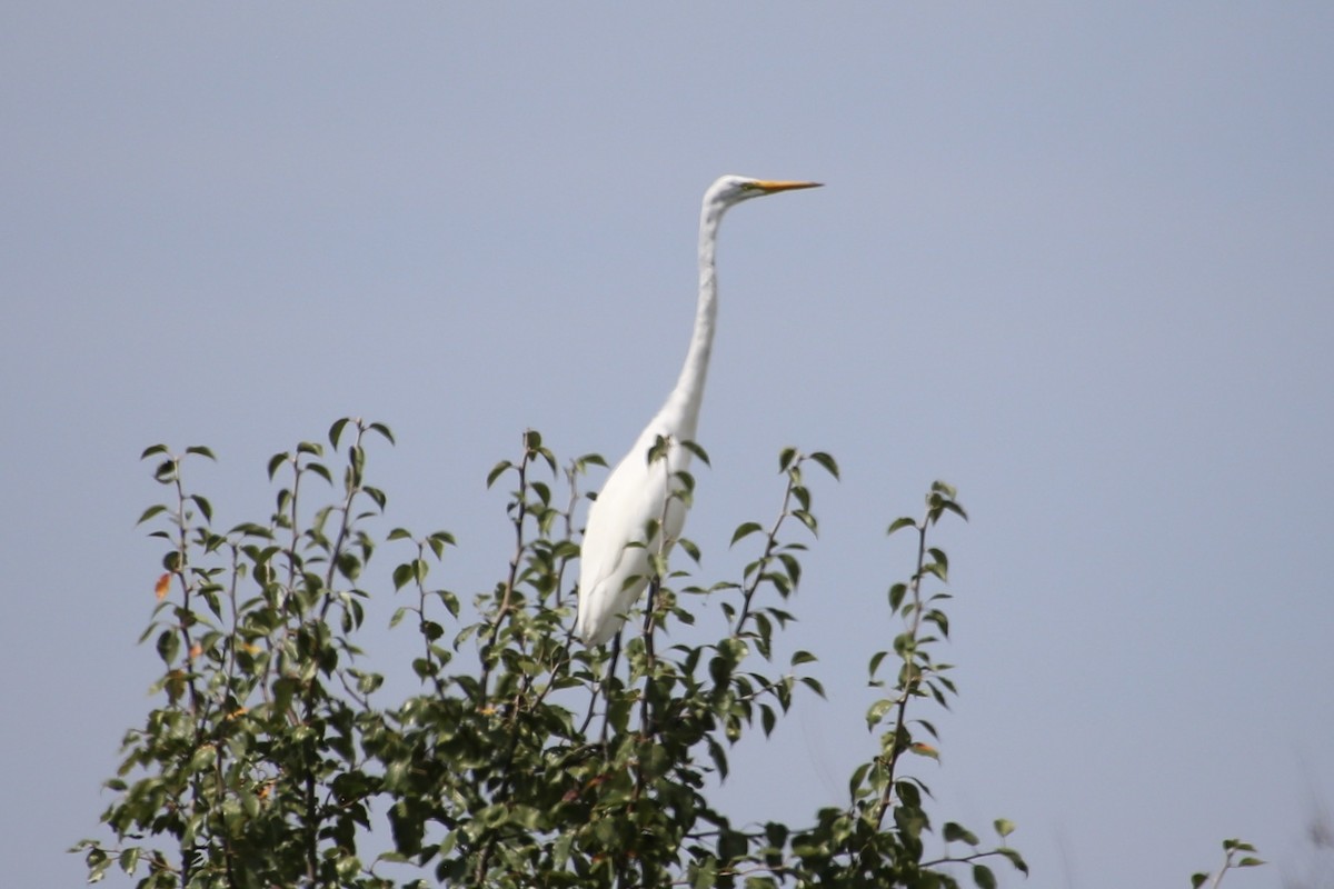 Great Egret - ML623057941