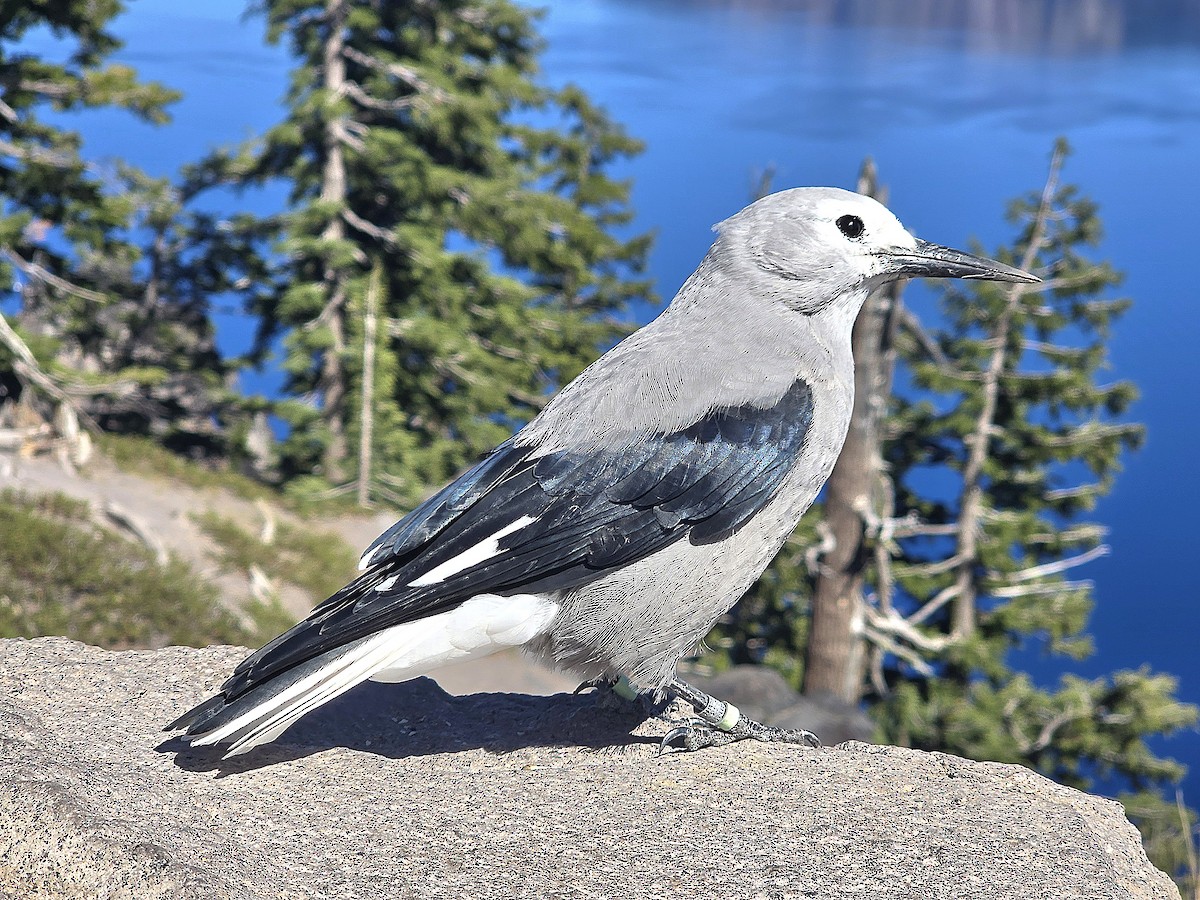 Clark's Nutcracker - ML623057986