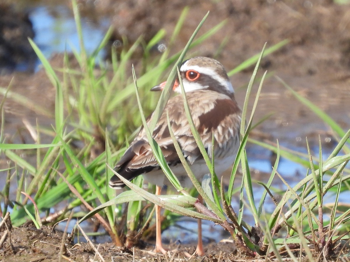 Black-fronted Dotterel - ML623058105