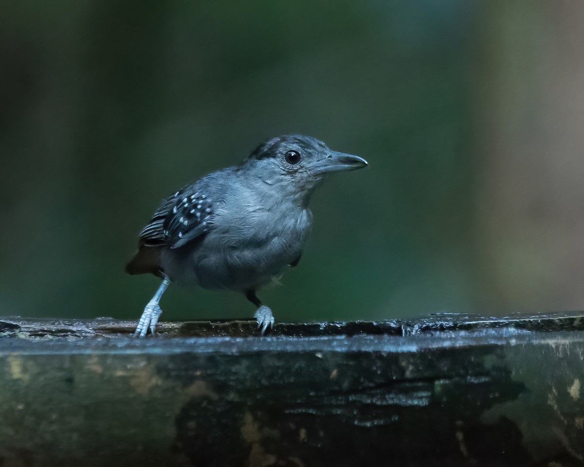 Spot-winged Antshrike - ML623058201