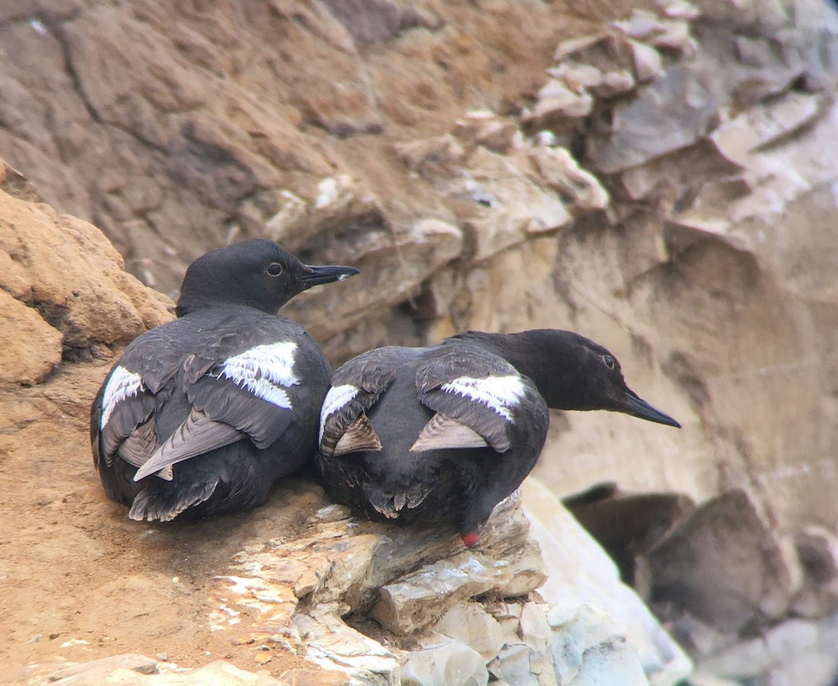 Pigeon Guillemot - ML623058210