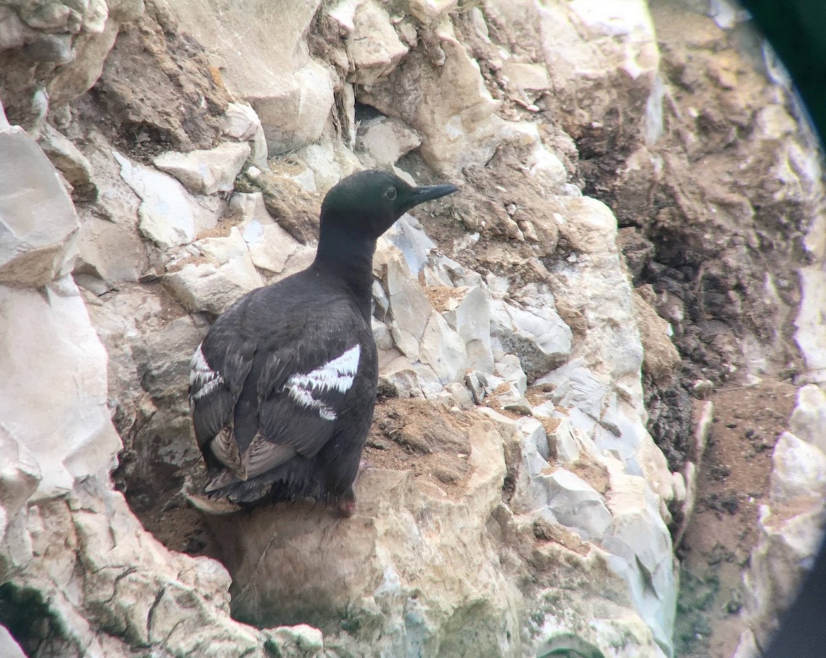Pigeon Guillemot - ML623058211