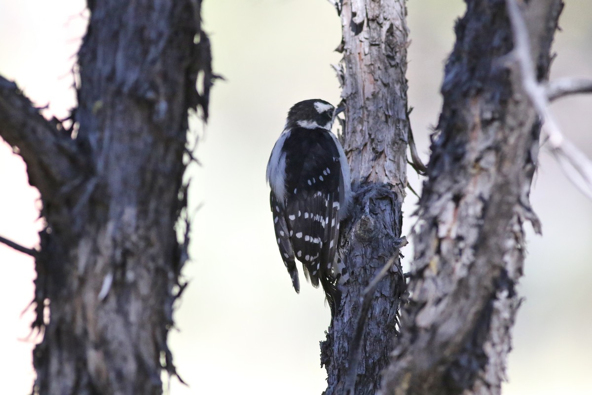 Downy Woodpecker - ML623058253