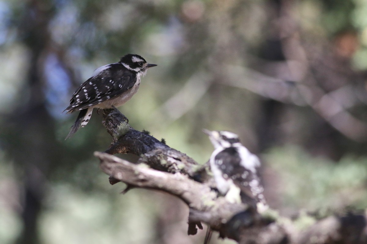 Downy Woodpecker - ML623058254