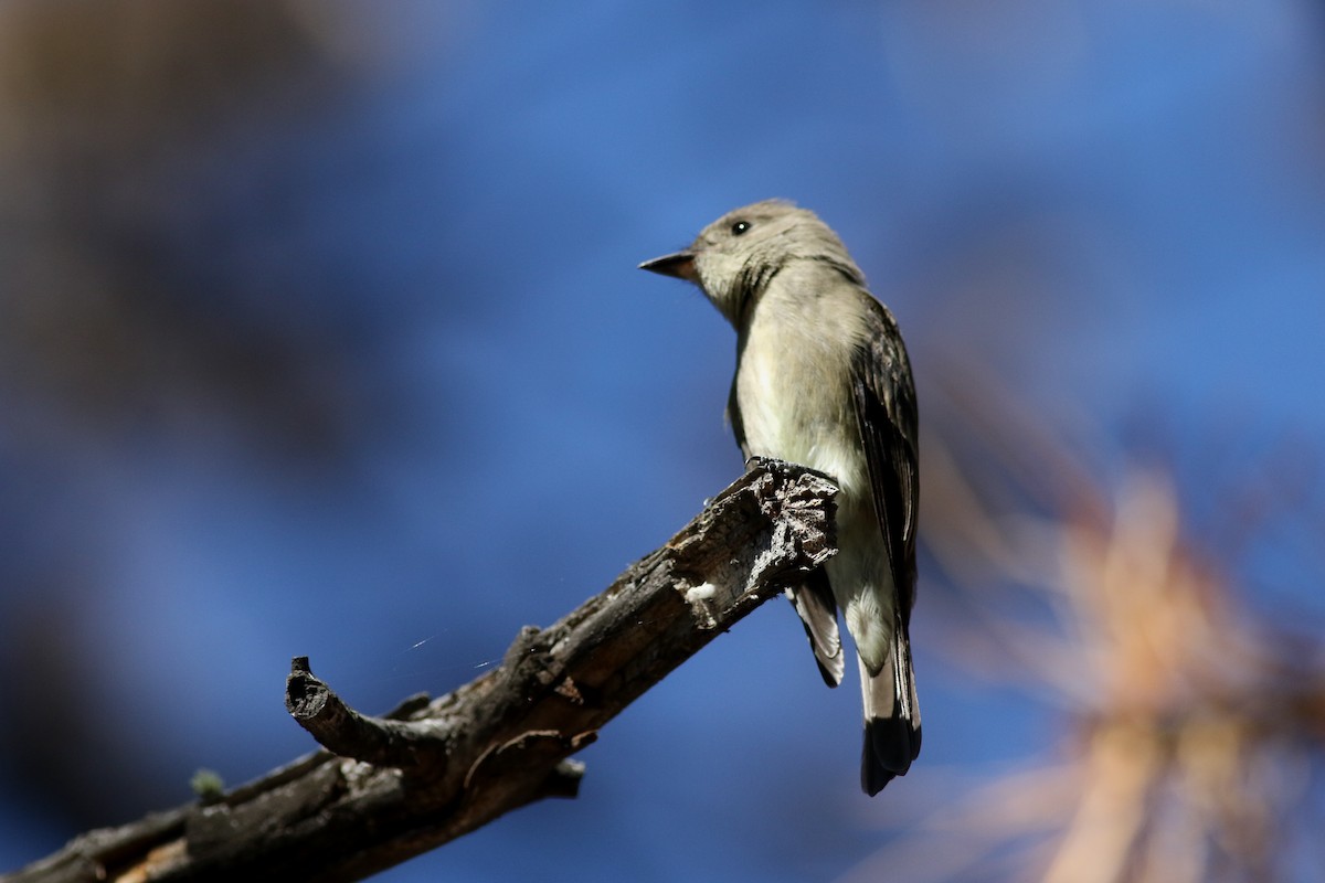 Western Wood-Pewee - ML623058261