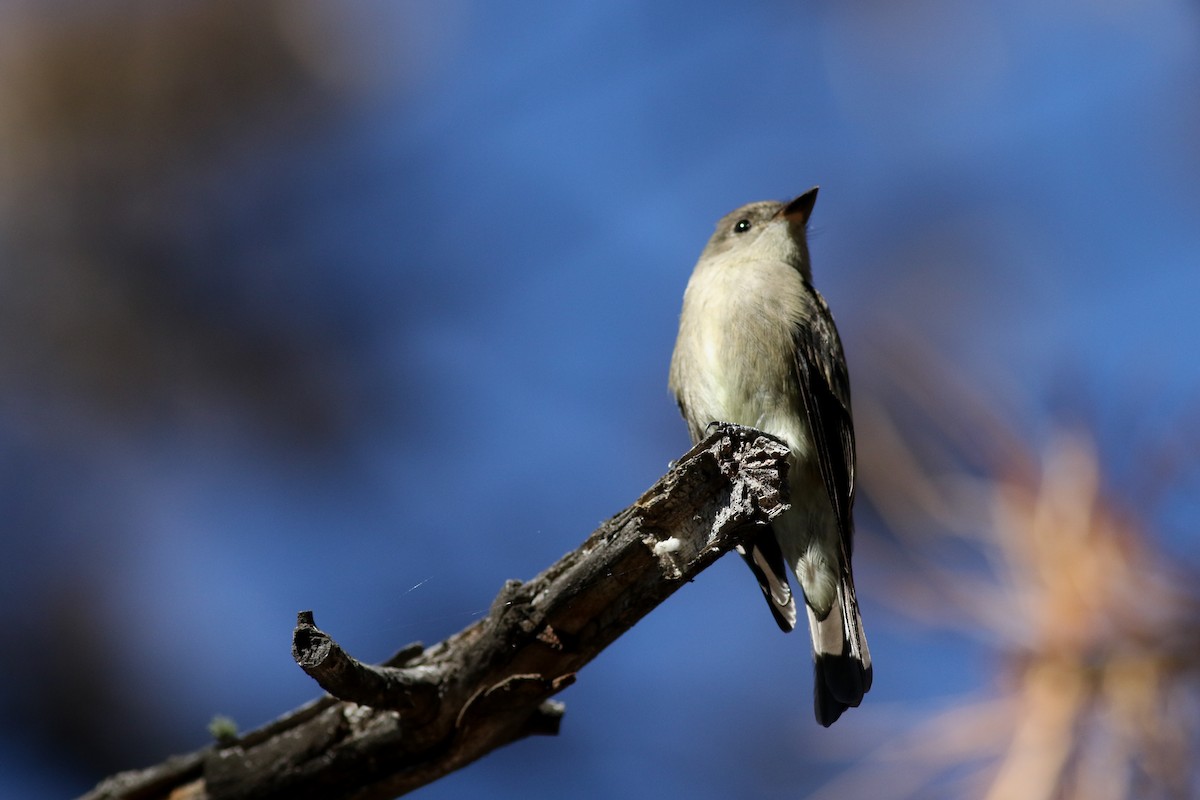 Western Wood-Pewee - ML623058262