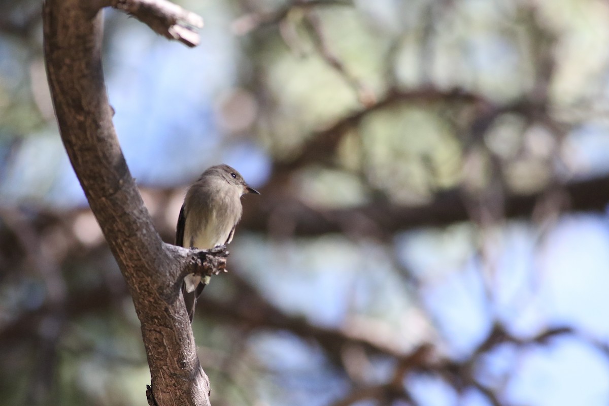 Western Wood-Pewee - ML623058263