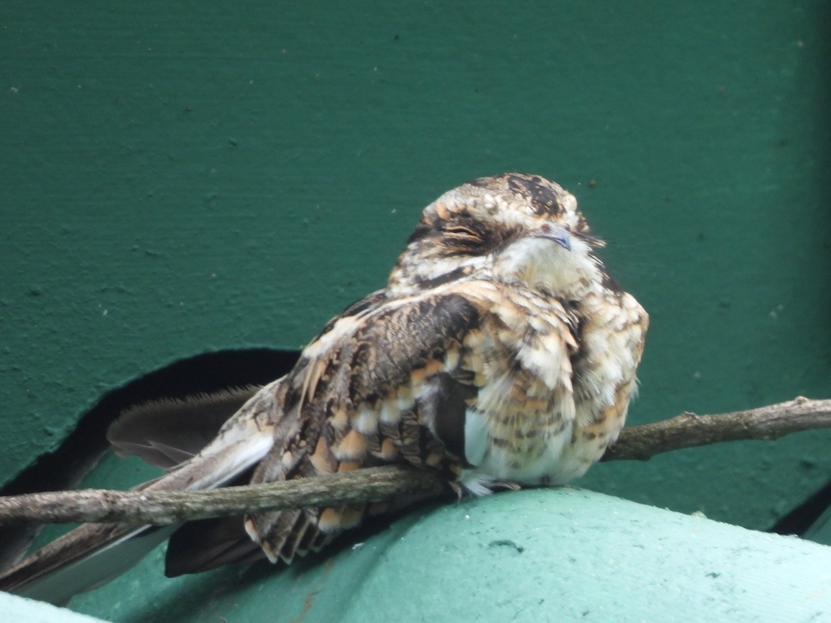 White-tailed Nightjar - ML623058285