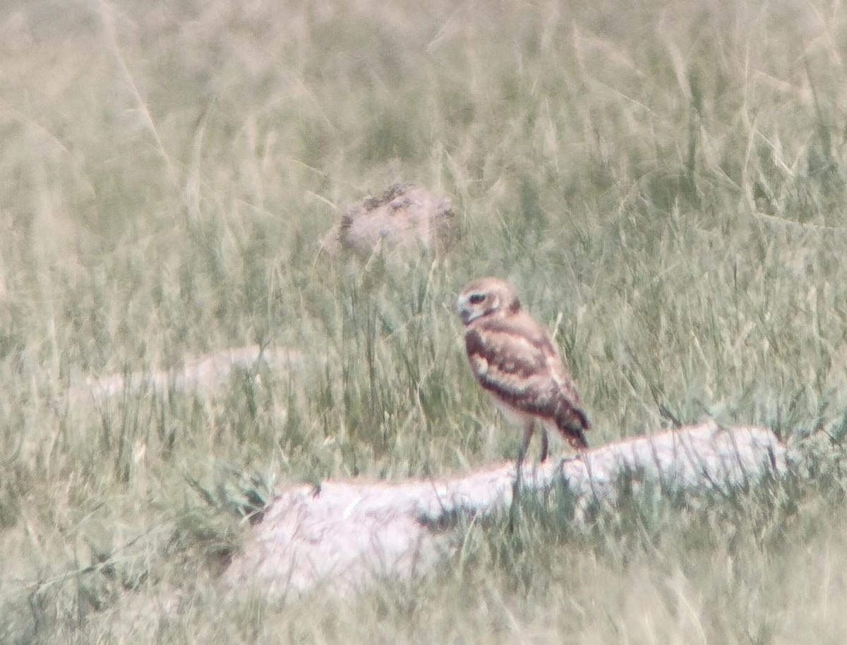 Burrowing Owl - ML623058369
