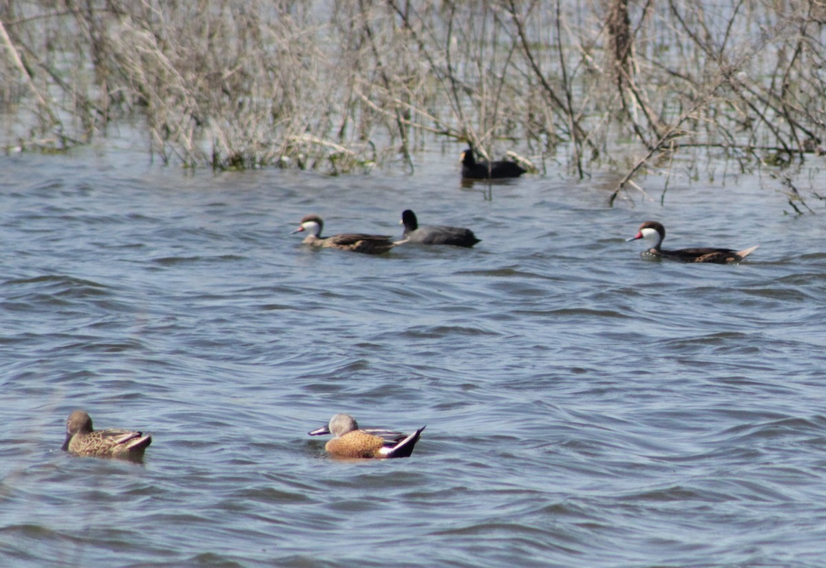 Canard des Bahamas - ML623058531