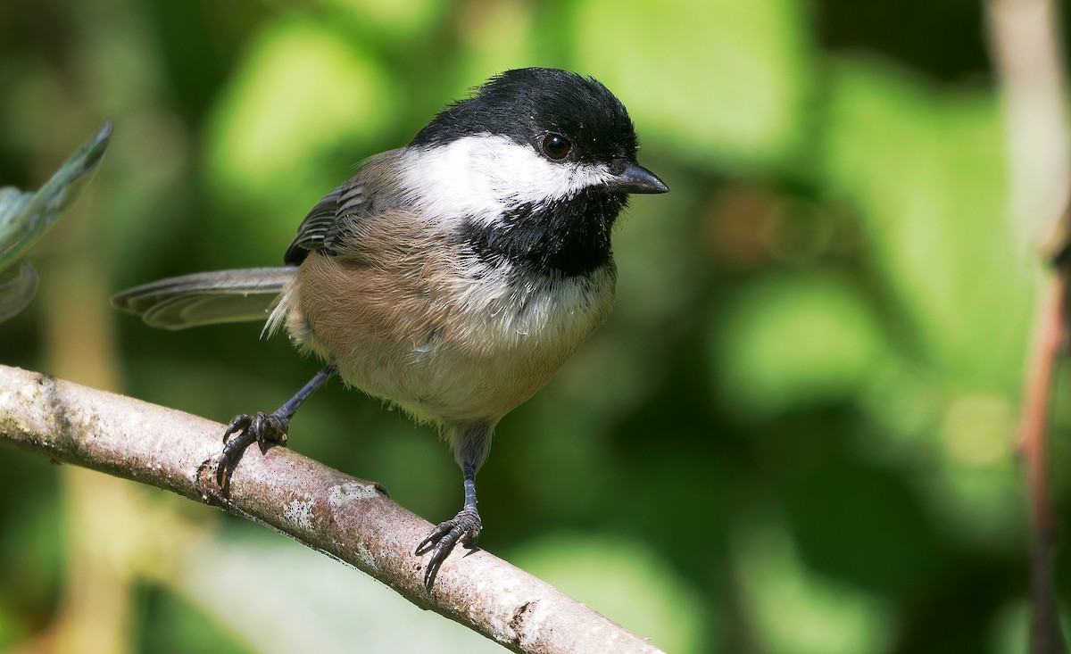 Mésange à tête noire - ML623058550