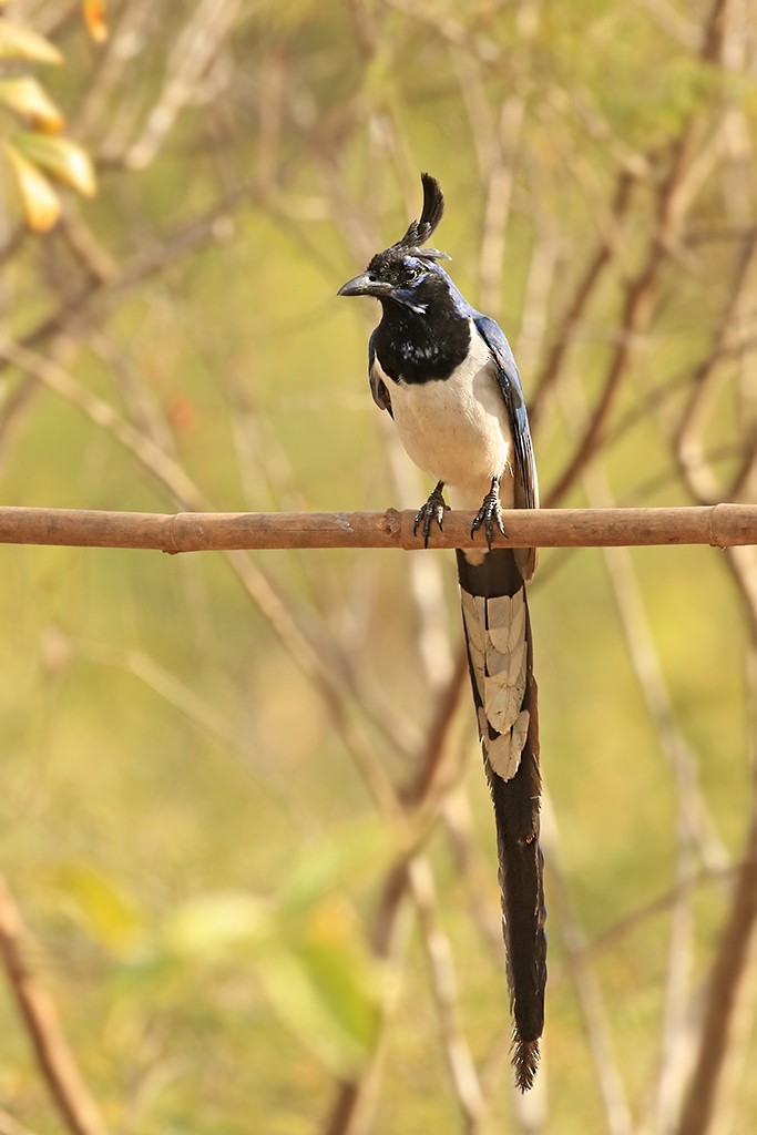 Black-throated Magpie-Jay - ML623058568