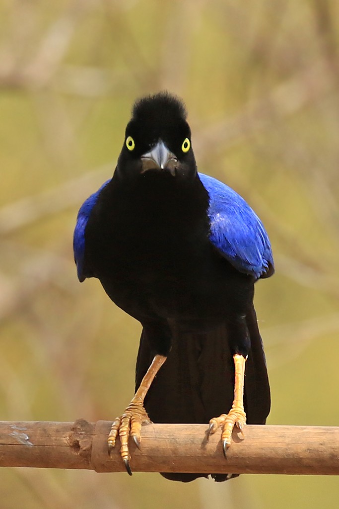 Purplish-backed Jay - ML623058575