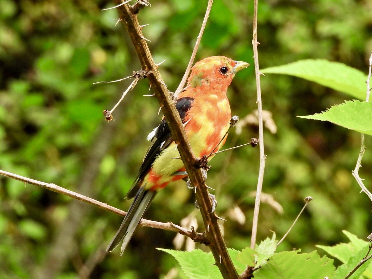Scarlet Tanager - ML623058595
