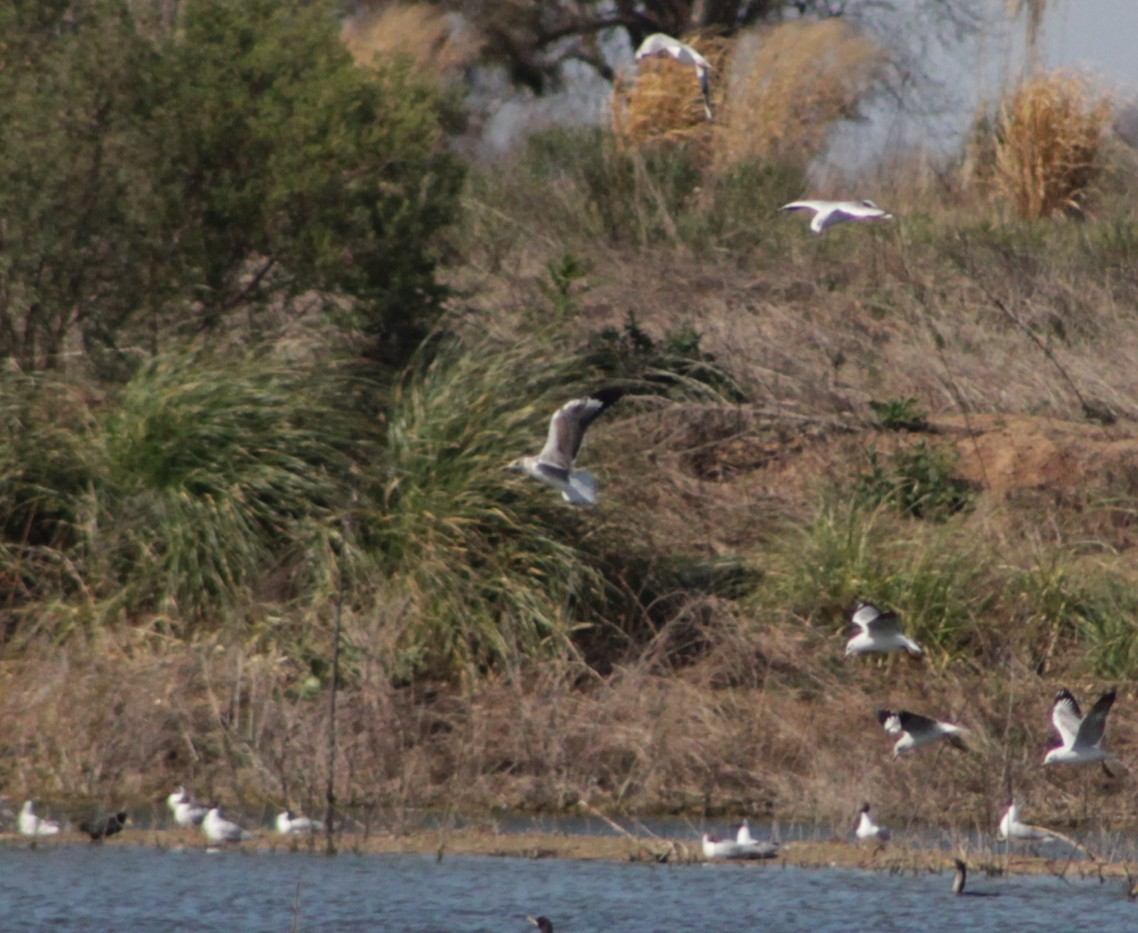 Gray-hooded Gull - ML623058604