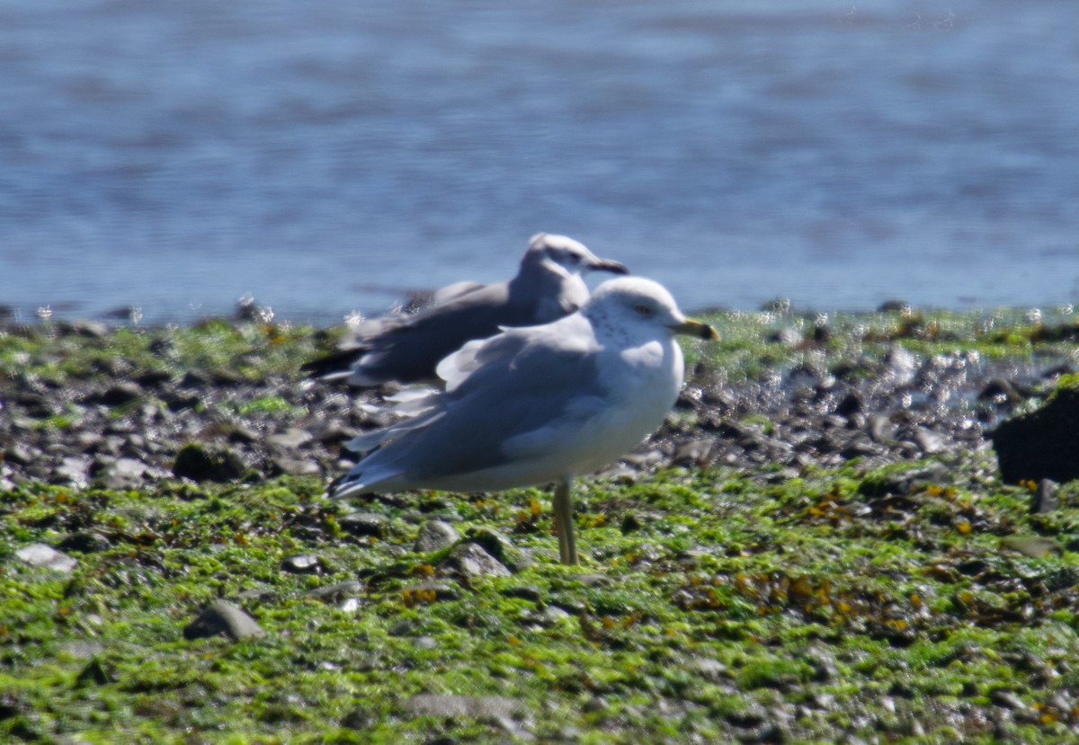 Ring-billed Gull - ML623058633