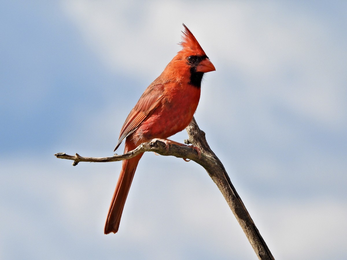 Northern Cardinal - ML623058671