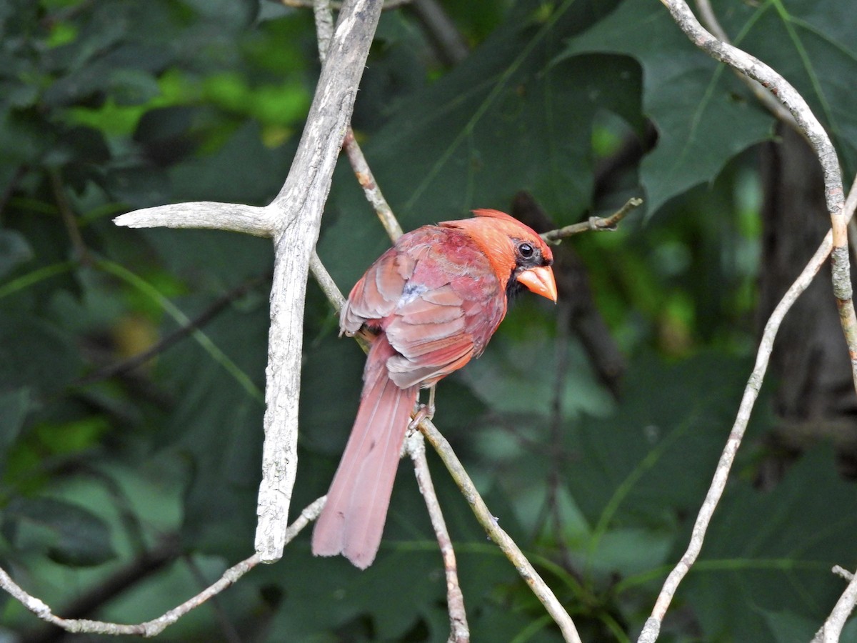 Northern Cardinal - ML623058672